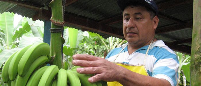 BanaFair Bananenproduzent
